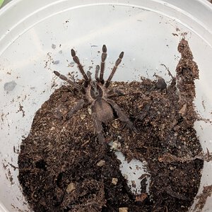 T. sp violaceus does not want to leave the old bin...