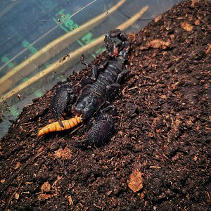 Juvenile female emperor scorpion