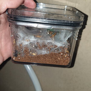 Just before 1st rehouse