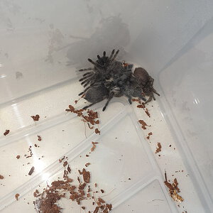1st rehouse.