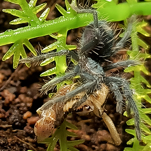 Phormictopus Atrichomatus Sling🕷️🕸️🖤💚