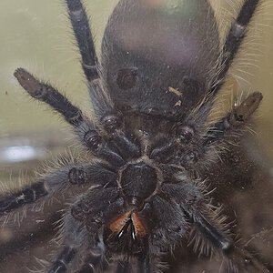 Tliltocatl albopilosus
