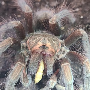 Pamphobeteus sp machala subadult female