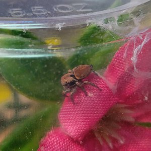 Habronattus oregonensis post-molt