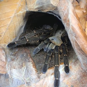 Ornithoctoninae sp. “nhen dep”