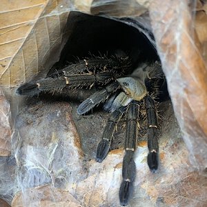 Ornithoctoninae sp. “nhen dep”