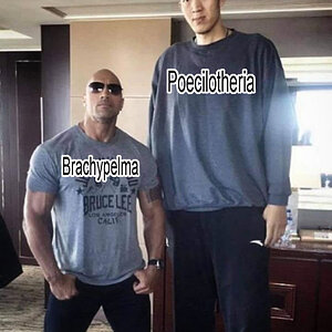 Brachy Vs Poeci.jpg