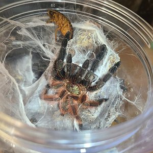 P. Victori subadult male