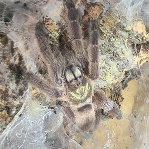 T. Rasti female