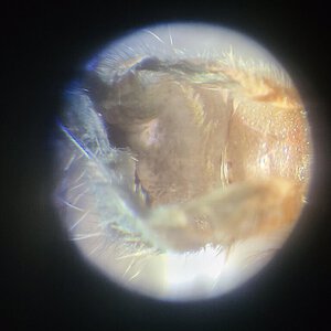 1.5" T cyaneolum