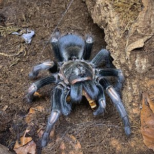 Lasiodorides polycuspulatus