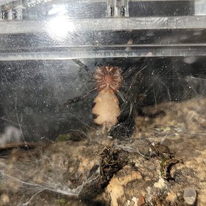 C Elegans