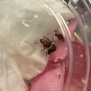Phidippus apacheanus