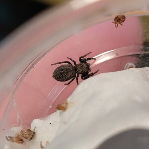 Phidippus octopunctatus