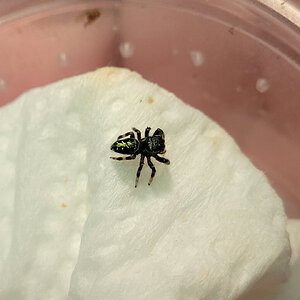 Paraphidippus aurantius