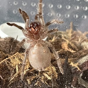 G.pulchra