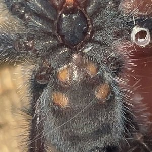 Avicularia purpurea