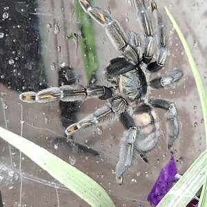Irminia x Cambridgei hybrid