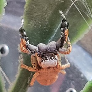 Male Habronattus oregonensis