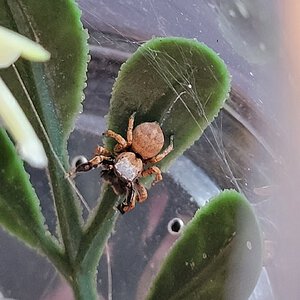 Male Habronattus oregonensis