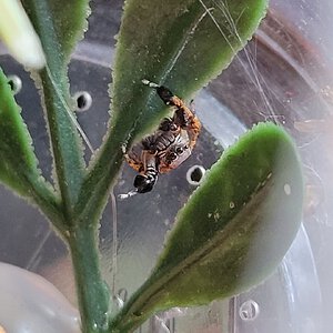 Male Habronattus oregonensis