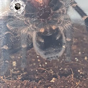 Phormictopus sp dominican purple sexing