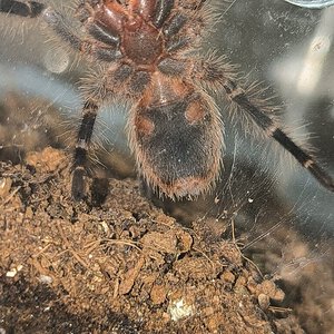 Young grammostola pulchripes sexing