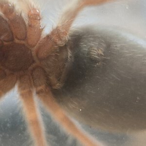 Grammostola rosea (ex porteri)