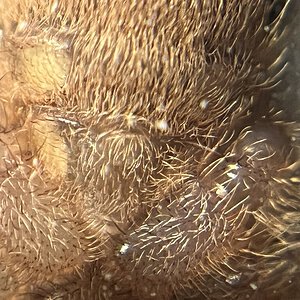 Avicularia minatrix