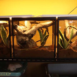Poecilotheria-metallica71.jpg