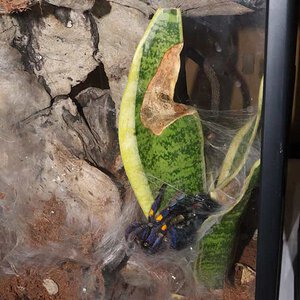 Poecilotheria-metallica-1-01.jpg