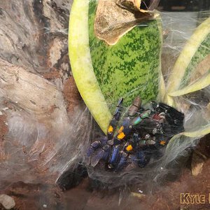 Poecilotheria-metallica-1-03.jpg