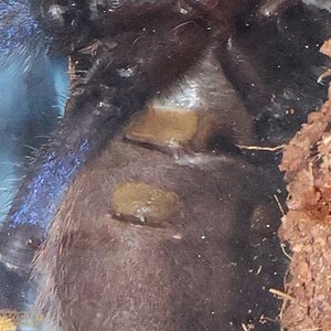 Poecilotheria-metallica70.jpg
