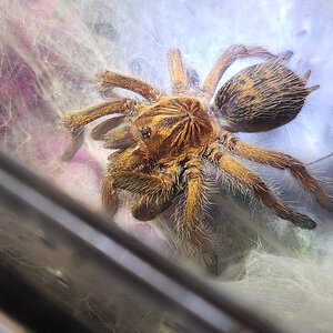 Harpactira cafreriana