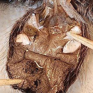 [Pets] Ember Exuviae Sexing.jpg