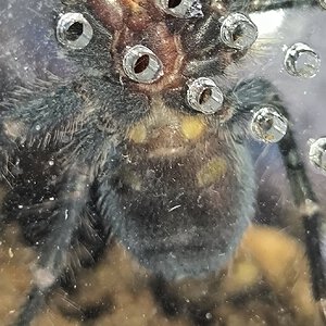 Phormictopus sp. "Dominican purple" sexing