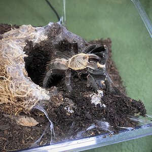 Cyriopagopus sp. "Bach Ma"