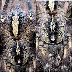 0.1 Poecilotheria ornata
