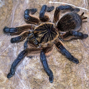 Harpactira pulchripes