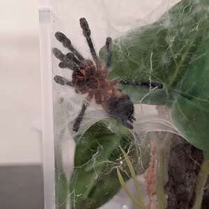 Darkening up for a molt...