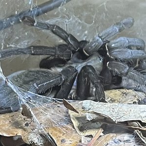 C.minax