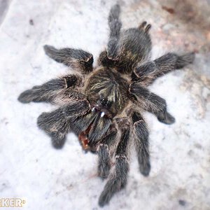 Harpactira-namaquensis30.jpg