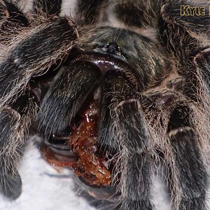 Harpactira-namaquensis31.jpg