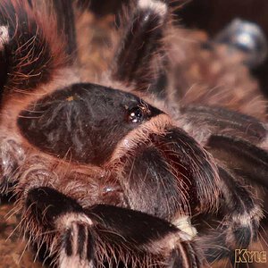Acanthoscurria-geniculata30.jpg