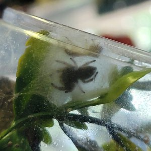 Forrest Jump post-molt, all 5 legs regenerated