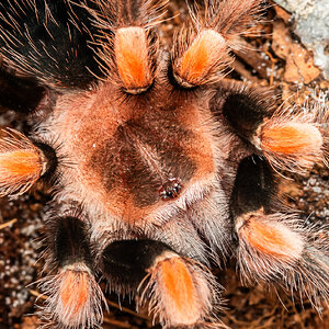 Brachypelma hamorii