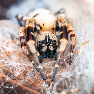 Stegodyphus dufouri
