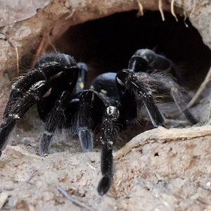 Tarantula ID