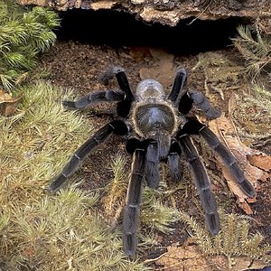 Ornithoctonus aureotibialis