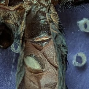 Brachypelma boehmi M/F ?